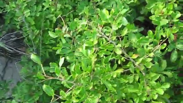 Salt Pruning Effects on Pepper Tree (Schinus terebinthifolius) смотреть онлайн