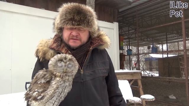 Орнитарий в Москве. Приют для диких птиц. Взять на попечение смотреть онлайн