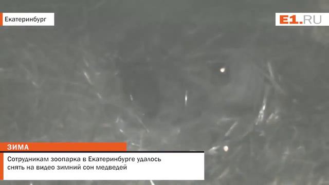 Сотрудникам зоопарка в Екатеринбурге удалось снять на видео зимний сон медведей смотреть онлайн
