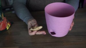 Как вырастить манго в домашних условиях ❦ Манго из косточки