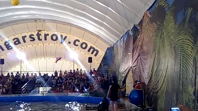 Дельфины в Кокшетау(продолжение) смотреть онлайн