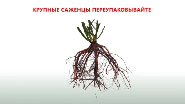 Как сохранить саженцы роз до посадки, если сажать еще холодно смотреть онлайн