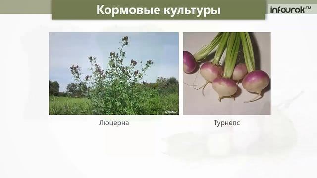 Сельское хозяйство растениеводство и животноводство | Окружающий мир 4 класс #47 | Инфоурок смотреть онлайн