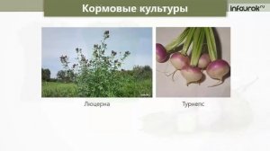 Сельское хозяйство растениеводство и животноводство | Окружающий мир 4 класс #47 | Инфоурок