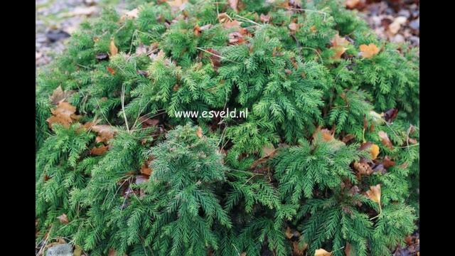 КРИПТОМЕРИЯ (CRYPTOMERIA) сем. Таксодиевые смотреть онлайн