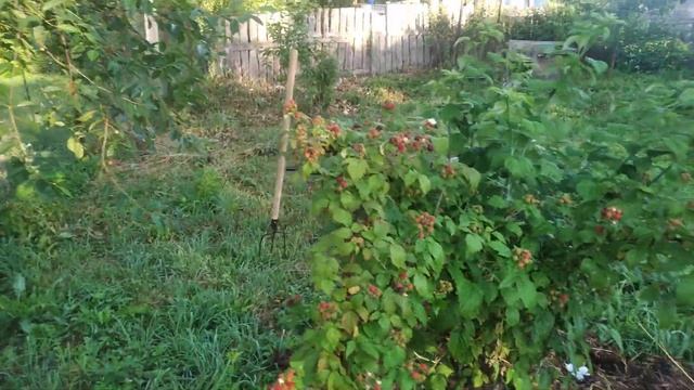 черный Кумберленд в Ивановской обл смотреть онлайн