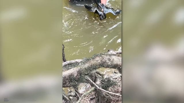 Эти Животные ЗВАЛИ на ПОМОЩЬ! Попробуй НЕ ЗАПЛАКАТЬ и Спасение животных!(2) смотреть онлайн