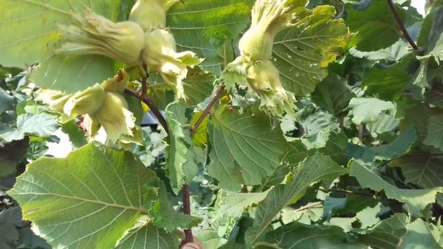 Фундук Трапезунд.В гостях у Наримана.2018 год. смотреть онлайн