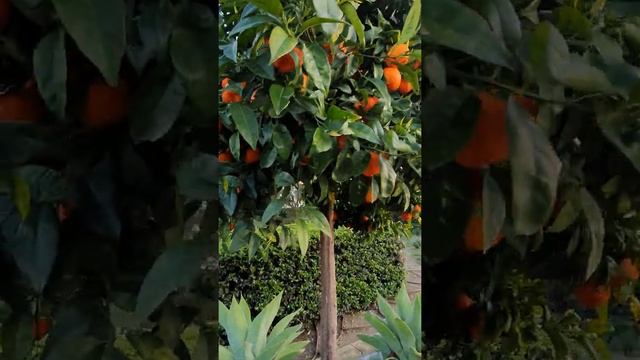 МАНДАРИНЫ ОРРИ. МАНДАРИНОВОЕ ДЕРЕВО. ИСПАНИИЯ ФЕВРАЛЬ легко очищаются от кожуры смотреть онлайн