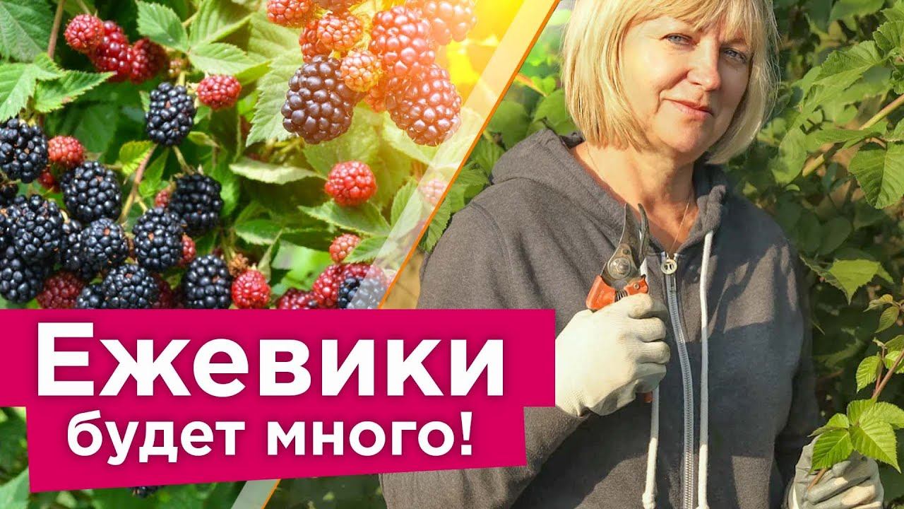 ЕЖЕВИКА ЗАСЫПЕТ ЯГОДАМИ, ЕСЛИ СДЕЛАТЬ ЭТО В СЕНТЯБРЕ! Обрезка, подкормка и уход за ежевикой осенью смотреть онлайн