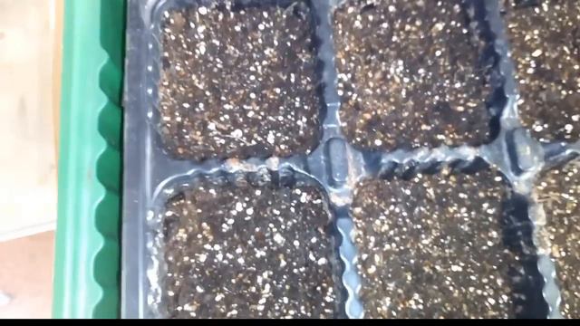 ЧТО СЛУЧИЛОСЬ С СЕМЕНАМИ!?/СЕЛЬДЕРЕЙ-ПРОДОЛЖЕНИЕ/ смотреть онлайн