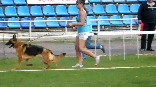 Рабочий класс сук 1 _ Russian Siegerschau 2015