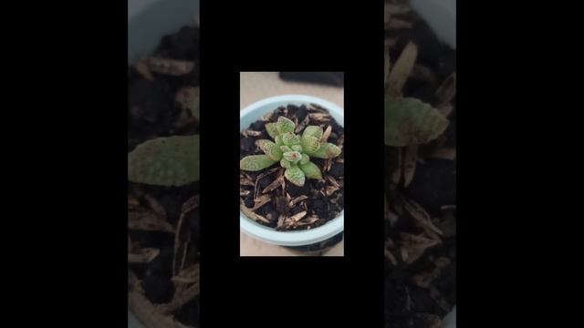 #short Crassula ausensis titanopsis❤️❤️❤️ смотреть онлайн