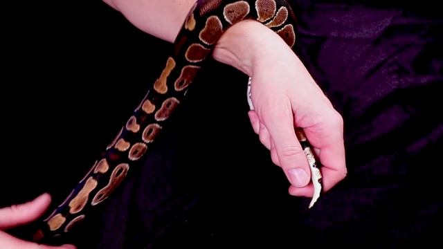 My Very First 'World's First' Ball Python! смотреть онлайн