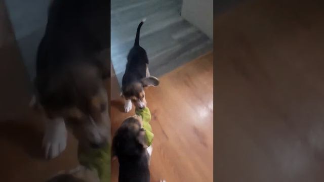щенки бигли резвятся🙈 смотреть онлайн