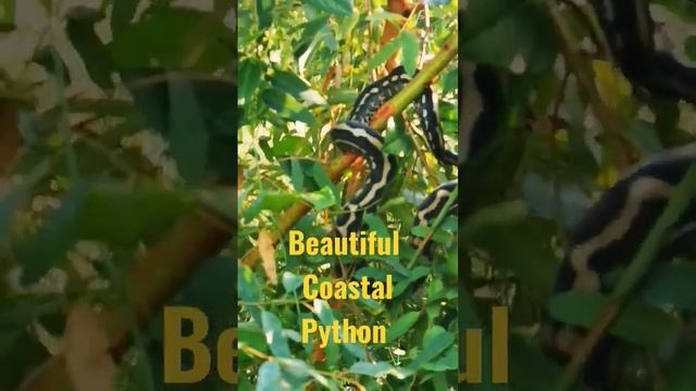 Beautiful Coastal Carpet Python #frasercoast #snake #python смотреть онлайн