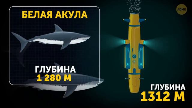 Как выглядит путешествие внутрь . Марианской впадины