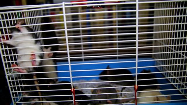 IMG 1852 Цыплята помет от крысы Агуши смотреть онлайн