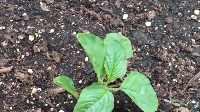 overseeded superfoods смотреть онлайн