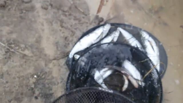 Чехоня на десне смотреть онлайн