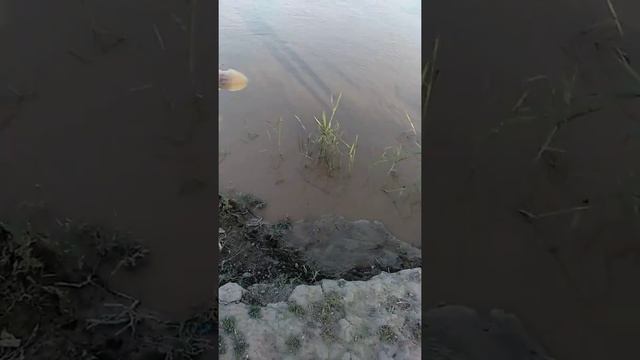 Лопатонос смотреть онлайн