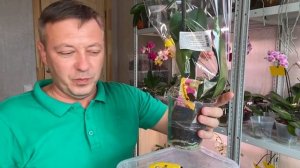 новая ОРХИДЕЯ и РАЗДАМ 100 орхидей зрителям канала Георгий Горячевский