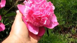 Амабилис Супербиссима   пион розовый