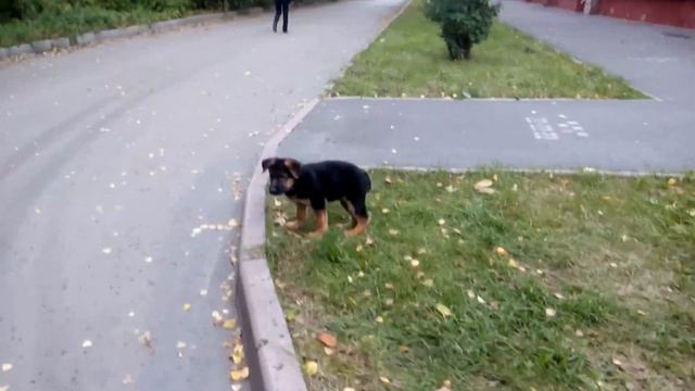Самая большая собака в мире! Смотреть всем! смотреть онлайн