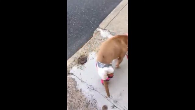 Lilly, Pit Bull with Spina Bifida, Wearing her Custom Hock Braces. смотреть онлайн