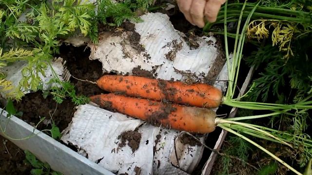 402_Морковь под картонкой.Что выросло? смотреть онлайн