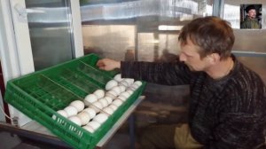 Закладка гусиных яиц в инкубатор