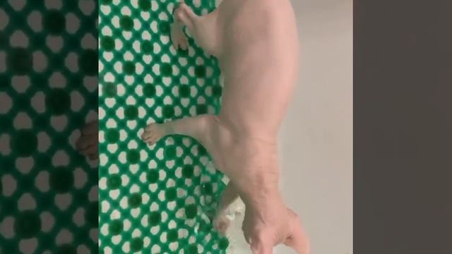 Кошка породы Петерболд смотреть онлайн