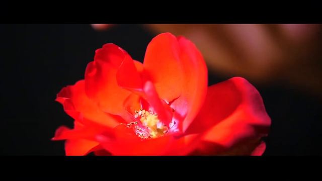 Defloration 2016 смотреть онлайн
