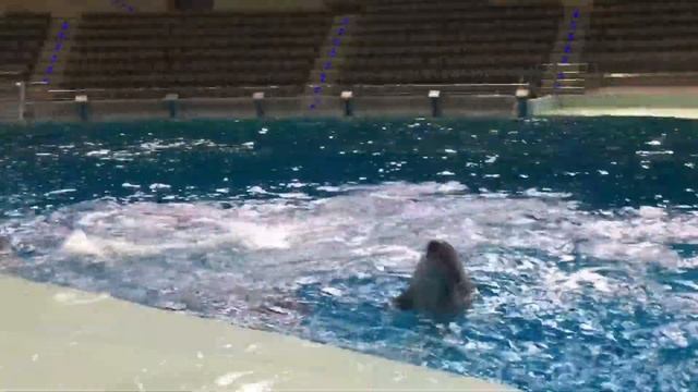 Москвариум. Репетиция дельфинов. смотреть онлайн