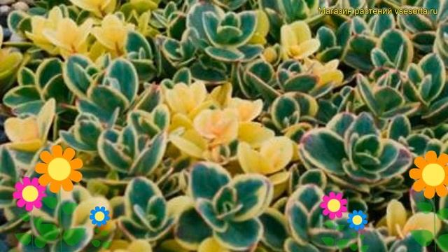 Очиток гибридный Лайм Твистер. Краткий обзор, описание характеристик sedum Lime Twister смотреть онлайн