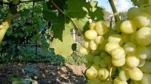 Виноград  Дарья 2024.mp4