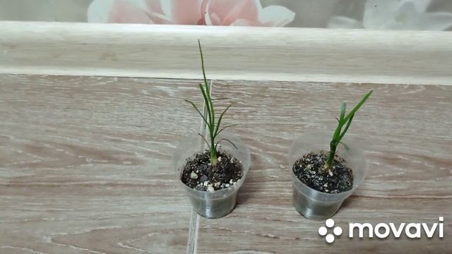 Комнатные растения/цветы. Топ-7 самые неприхотливые мои комнатные декоративно- лиственные растения. смотреть онлайн