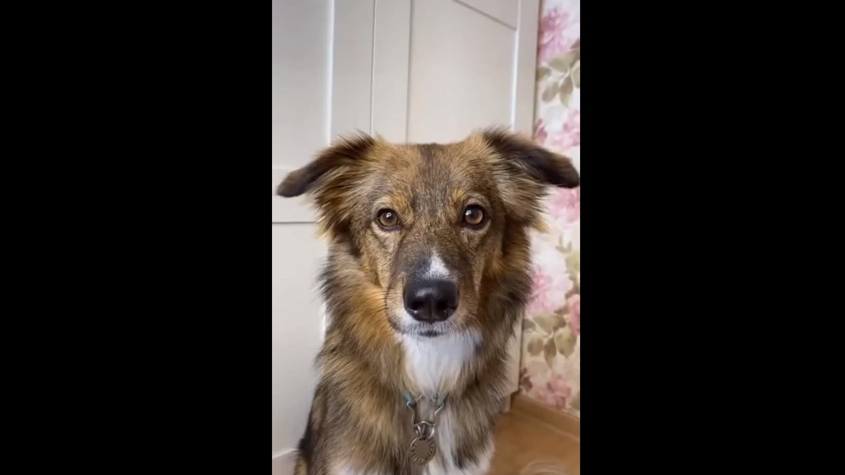 Умелая дворняжка смотреть онлайн