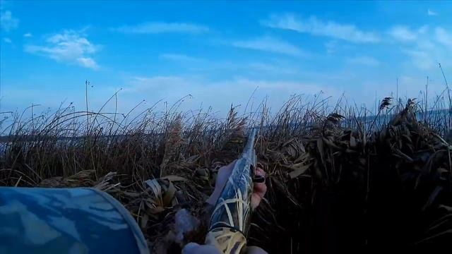 Охота на гусей и уток. Совет бывалых. Как не потерять добытого гуся. смотреть онлайн
