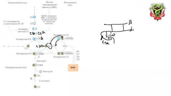 Система комплемента. МАК. Иммунология | The complement system. MAC. Immunology