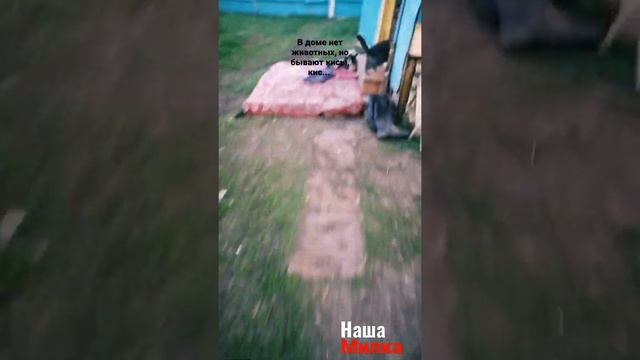 в доме нет животных, но бывают кисы.... 🐾 смотреть онлайн