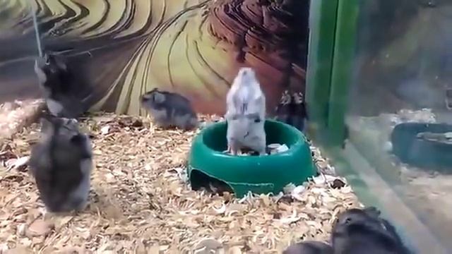 Бракованный хомяк кувыркается сальто. Видео +100500