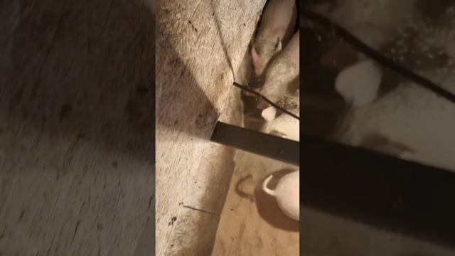 Престартер для поросят с 2 дней едят смотреть онлайн