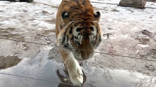 Амурский тигр ростовский зоопарк февраль 2023 г. смотреть онлайн