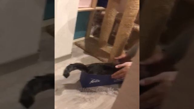 Funny animals - Funny cats _ dogs - Funny animal videos 215.mp4 смотреть онлайн