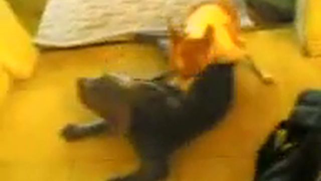 Chihuahua humping a Pitbull 2 смотреть онлайн
