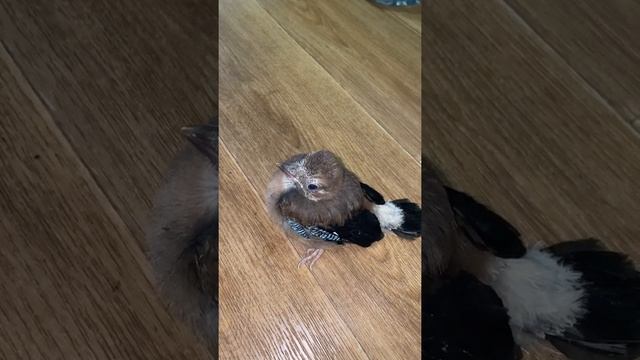 КОРМИМ МАЛЫША СОЙКИ ПЕРЕСМЕШНИЦЫ ? смотреть онлайн