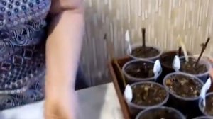 Реанимация виноградных черенков. Надежда Марценюк