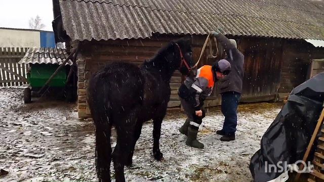 ЛОШАДИ/ПРИВЕЗЛИ КОБЫЛКУ ДОМОЙ К ХОЗЯИНУ смотреть онлайн