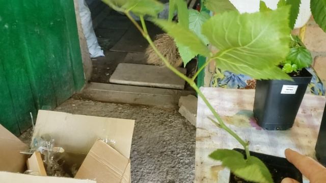 Пришла посылка с саженцами ежевики Бжезина, Вошито и Небеса смотреть онлайн
